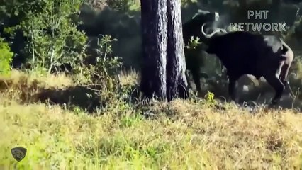 4 Lions Almost lost Their lives Because They dared To Hunt Fierce Buffaloes   Wild Animal attack