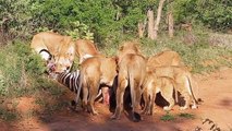 Lion was seriously injured while hunting zebra around the clock   Zebra kicks lion to the sky