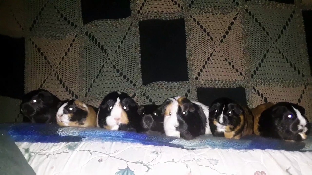 CAVIA PORCELLUS PIXIE CLOVER PARSLEY PIXIE TURMERIC IRIS CJ 20210630_072258