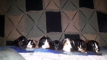 CAVIA PORCELLUS PIXIE CLOVER PARSLEY PIXIE TURMERIC IRIS CJ 20210630_072533