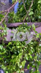 Árbol aplasta vehículo con mujer dentro