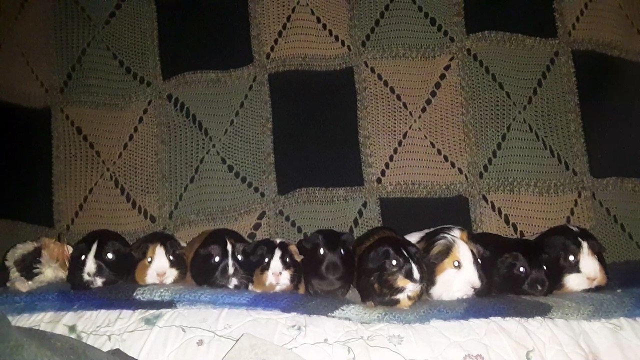 CAVIA PORCELLUS CJ CLOVER RJ CLOVER PIXIE IRIS TURMERIC PIXIE PARSLEY 20210630_073338