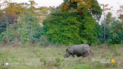 The Most Dangerous Animals in Asia in Action