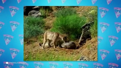 20 Times Pumas Messed With The Wrong Opponent