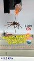 Arañas muertas convertidas en robots