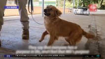 [와글와글] 선박 컨테이너에 갇혀 40일‥파나마 '기적의 개' 밀리