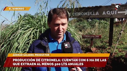 Producción de citronela cuentan con 6 ha de las que extraen al menos 500 lts anuales