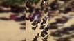 Şanlıurfa haber: ŞANLIURFA - Silahlı saldırıya uğrayan kişi öldü