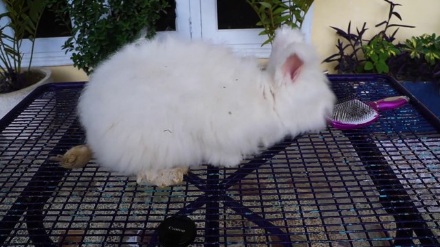 Wild bunny Grooming | Rescue Rabbit