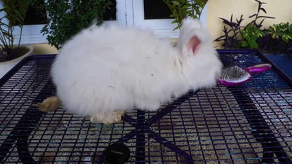 Wild bunny Grooming | Rescue Rabbit