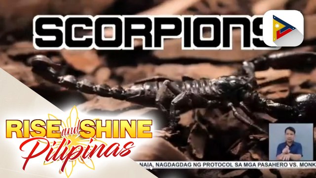 Face our fears kasama ng mga alakdan o scorpions!
