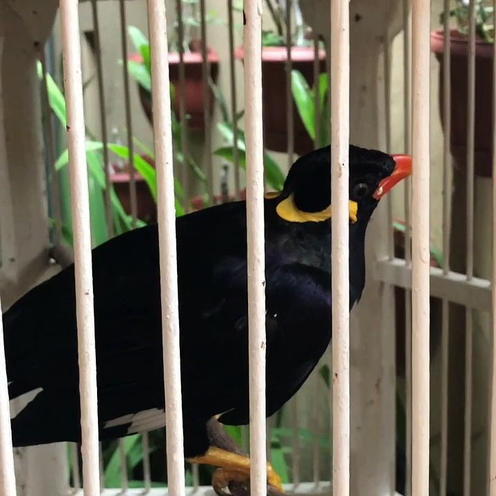 BEO CERDAS BISA JAWAB SALAM DAN PANCASILA