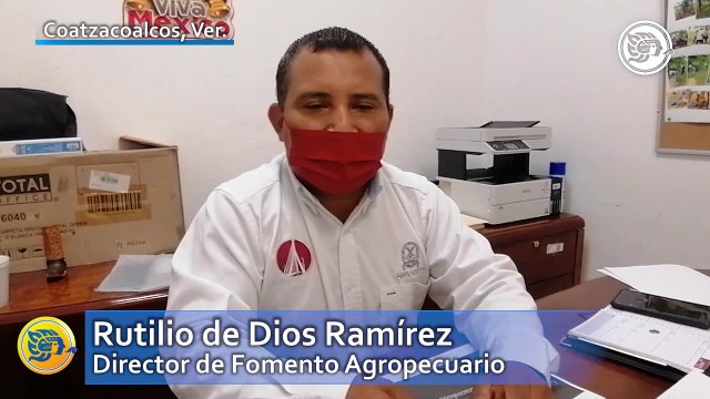 Planean producción de gallinas ponedoras