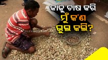 Koraput cashew nut farmers suffer due to lack of marketing facility