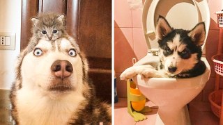 Funny and Cute Husky Puppies Compilation || Cutest Husky