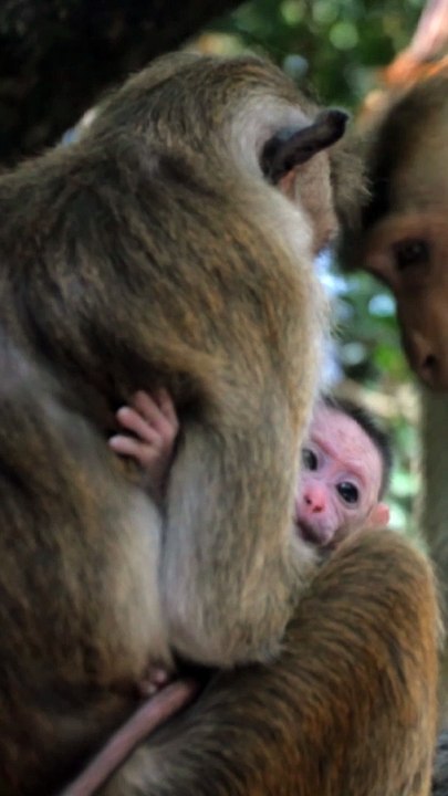 Beautiful Monkey /Cute Monkey 