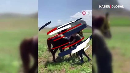 Muhtar ölümle burun buruna geldi! Bindiği at çıldırdı