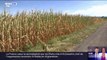 En Haute-Saône, la sécheresse a des conséquences désastreuses sur les rendements des agriculteurs