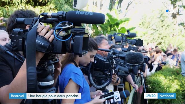 Huanlili et Yuandudu, les jumelles pandas du ZooParc de Beauval, ont célébré hier leur premier anniversaire devant les visiteurs - VIDEO