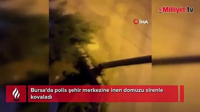 Bursa'da polis şehir merkezine inen domuzu sirenle kovaladı
