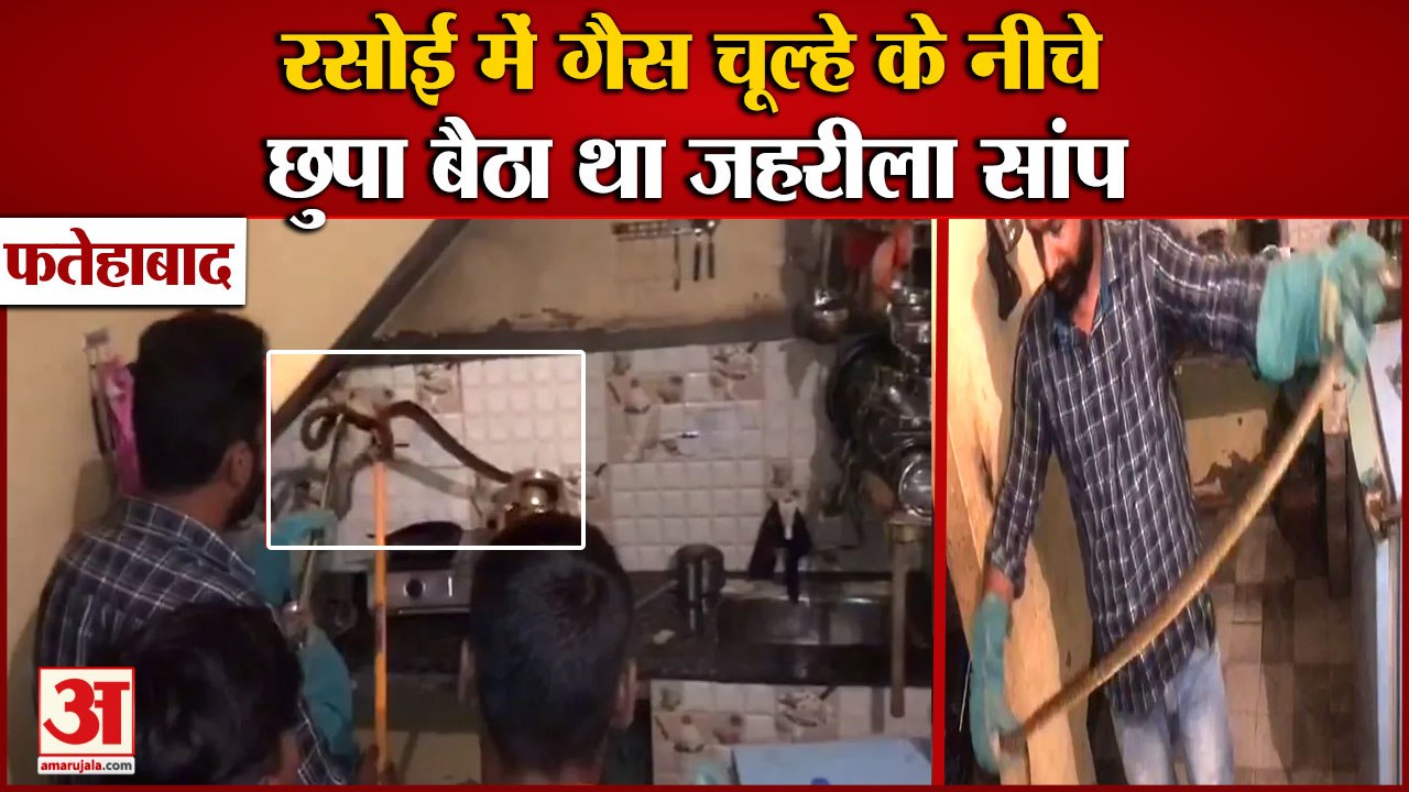 Most Poisonous Snake Found In Kitchen At Fatehabad|रसोई में गैस चूल्हे के नीचे छुपा बैठा था सांप