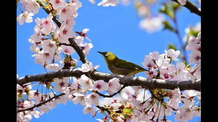 ¿Qué Son las Aves? Descubre Todo Sobre Estos Fascinantes Vertebrados 🐦