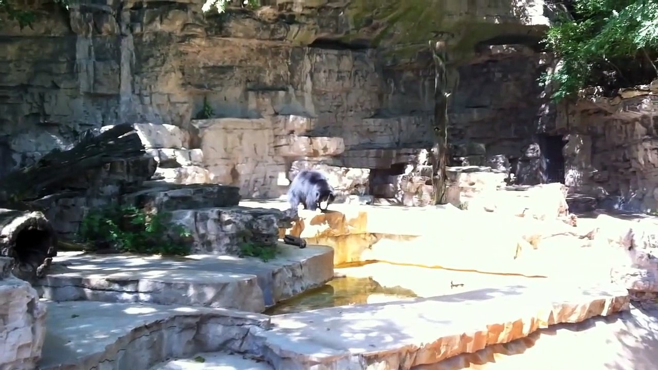 Killer Bear At The St Louis  Zoo