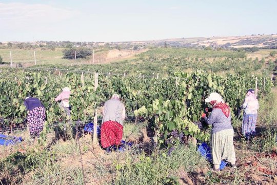Tekirdağ haber: Tekirdağ'da koruk suyu mesaisi başladı