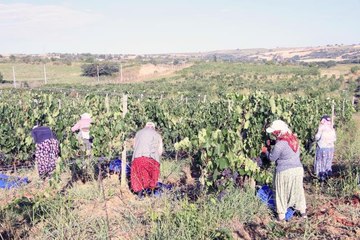 Tekirdağ haber: Tekirdağ'da "koruk suyu" mesaisi başladı