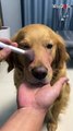 'Adorable dog undergoes MAJESTIC makeup transformation '