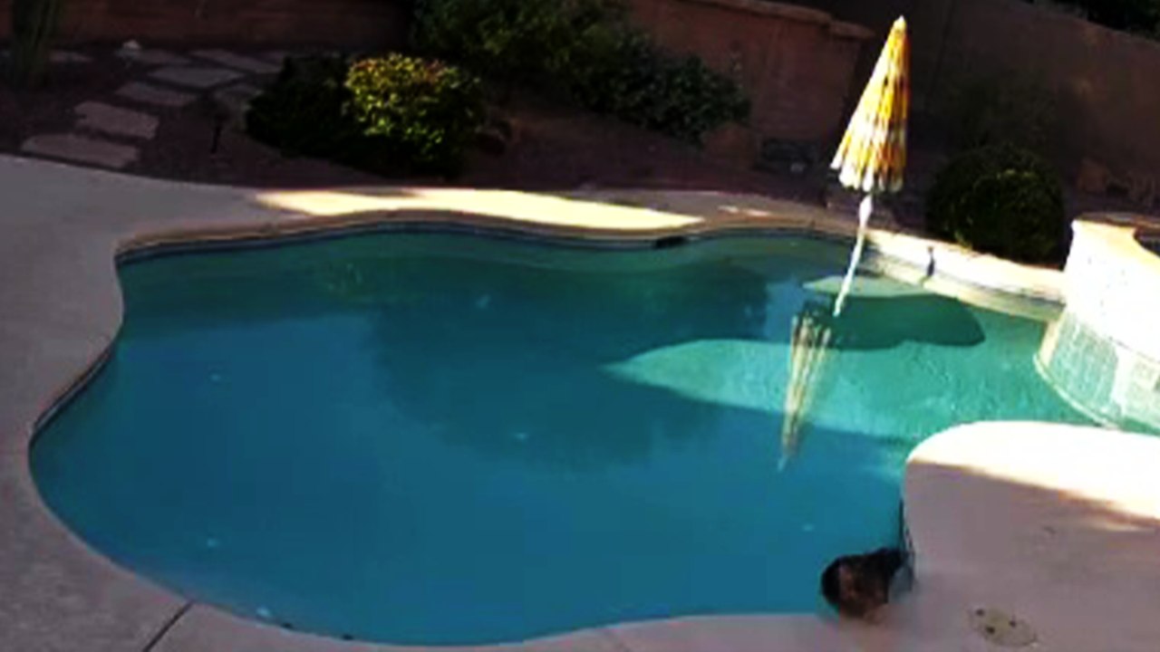 'Boston Terrier pup signals for help after blind Dachshund falls into water'