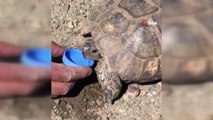 Sıcaktan kavrulan kaplumbağaya elleriyle su içirdi