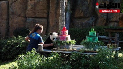 توأما باندا يحتفلان بعيد ميلادهما الأول في حديقة بوفال للحيوانات