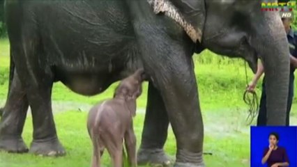 Myanmar, nasce un raro elefante bianco, segno di buona fortuna