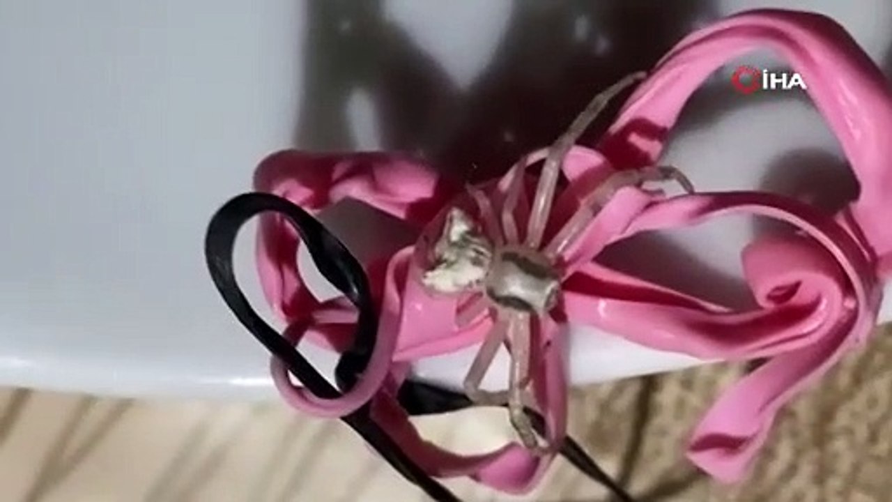 İnsan yüzlü örümcek görenleri şaşkına çevirdi