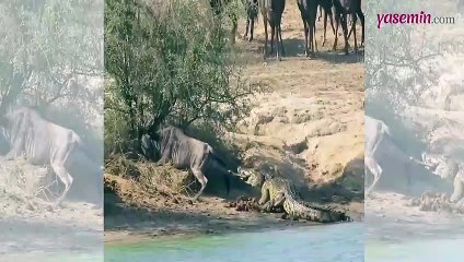 Öküz başlı Antilobun imdadına yetişen su aygırı sosyal medyayı salladı!