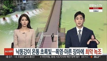 낙동강이 온통 초록빛…폭염·마른장마에 최악 녹조