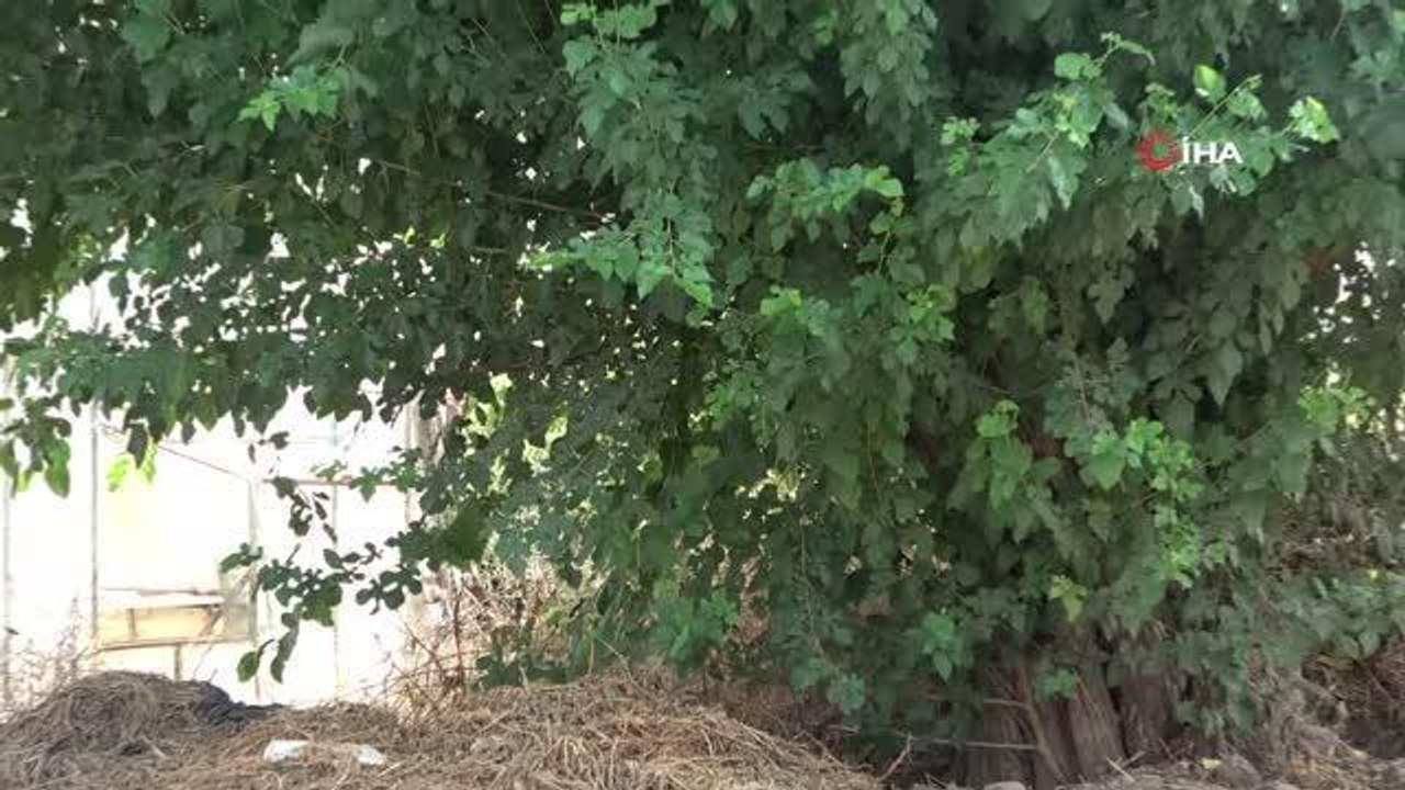 Antalya 3. sayfa: Antalya'da vicdanları sızlatan olay: Ağaç altında bebek bulundu