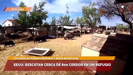 EEUU rescatan cerca de 800 cerdos en un refugio