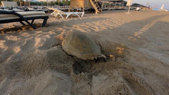 Antalya gündem haberi... Manavgat'ta caretta caretta yavruları mavi sularla buluşmaya başladı