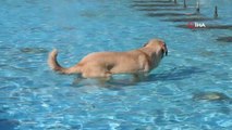 Aydın haberleri... Aydın'da sıcaktan bunalan köpeğin havuz keyfi