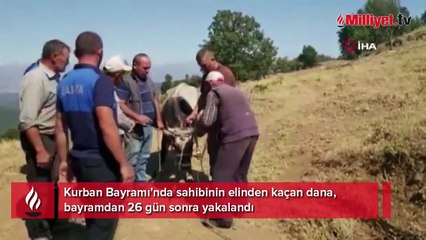 Kurbanda kaçan dana, 26 gün sonra yakalandı
