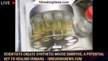 Scientists create synthetic mouse embryos, a potential key to healing humans - 1BREAKINGNEWS.COM