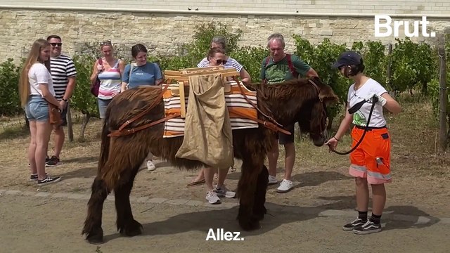 Son job d'été : elle ramasse des déchets avec un âne