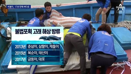 남방큰돌고래 ‘비봉이’, 17년 만에 다시 바다로…아직도 21마리