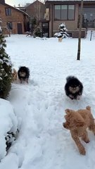 Beautiful puppies _cute puppy video