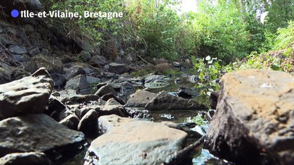Sécheresse : les cours d'eau bretons au plus bas