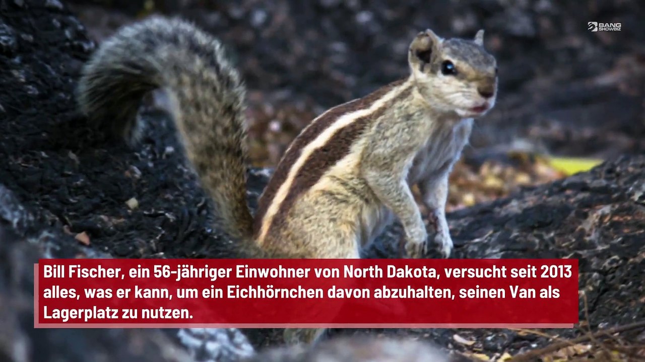 Mann entdeckt 148 Kilo Nüsse, die ein Eichhörnchen in der Motorhaube seines Autos versteckt hat