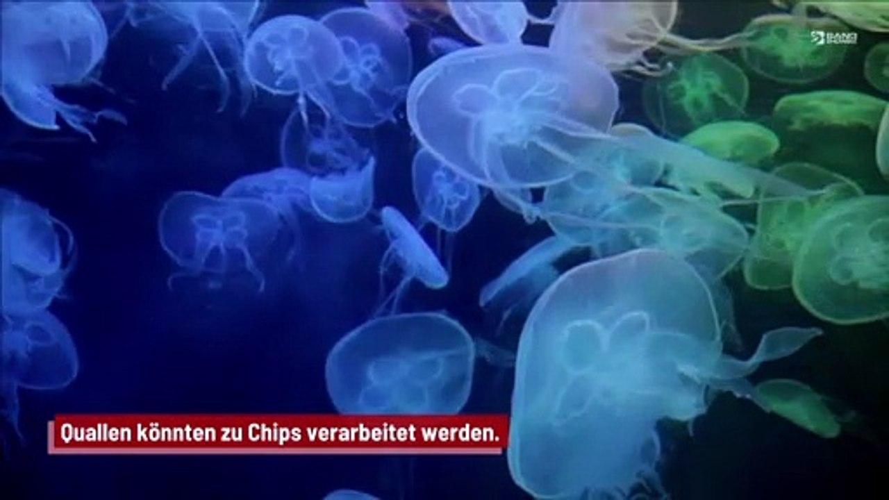 Quallen könnten zu Chips verarbeitet werden
