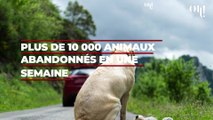 Plus de 10 000 animaux abandonnés en une semaine, situation critique dans les refuges de la SPA